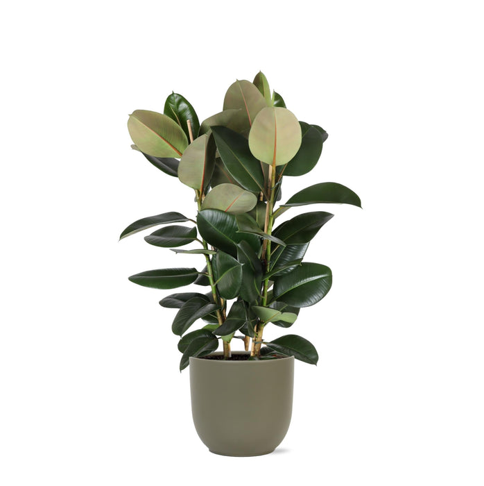 Ficus Elastica Robusta Og Dens Gryde