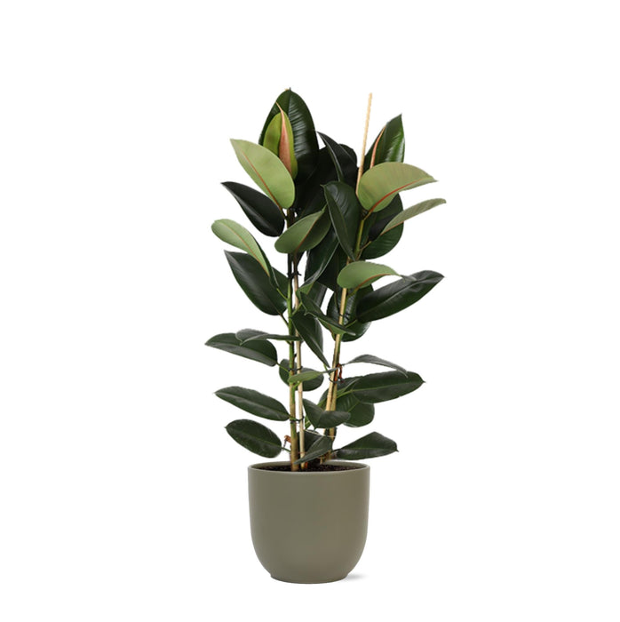 Ficus Elastica Robusta Og Dens Gryde