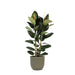 Ficus Elastica Robusta Og Dens Gryde