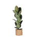 Ficus Elastica Robusta Og Dens Gryde