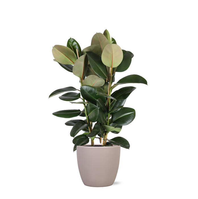 Ficus Elastica Robusta Og Dens Gryde
