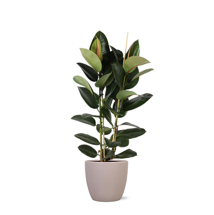 Ficus Elastica Robusta Og Dens Gryde