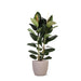 Ficus Elastica Robusta Og Dens Gryde