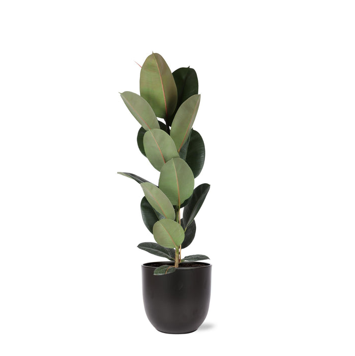 Ficus Elastica Robusta Og Dens Gryde