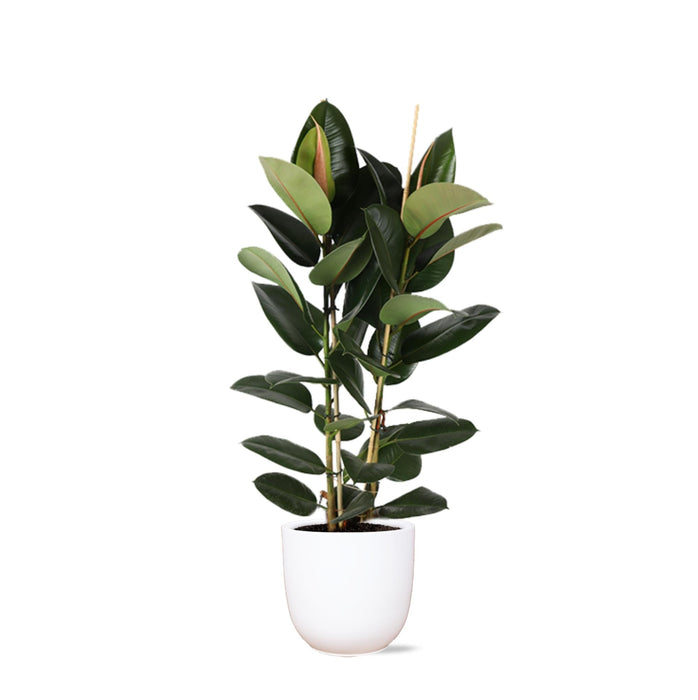 Ficus Elastica Robusta Og Dens Gryde