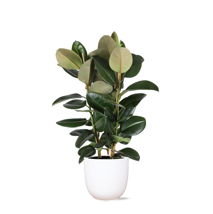Ficus Elastica Robusta Og Dens Gryde