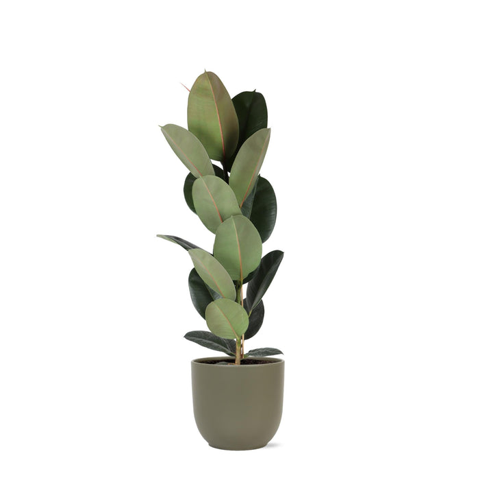 Ficus Elastica Robusta Og Dens Gryde