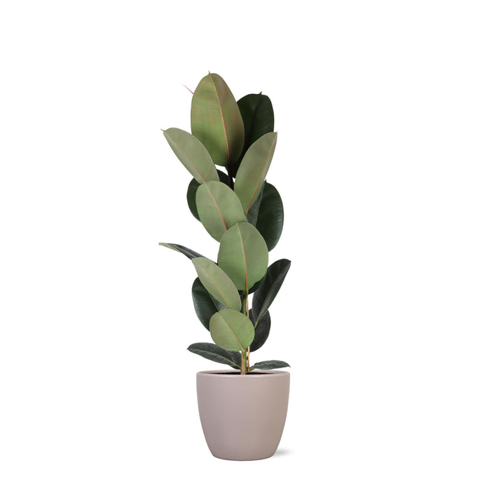 Ficus Elastica Robusta Og Dens Gryde