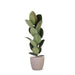 Ficus Elastica Robusta Og Dens Gryde