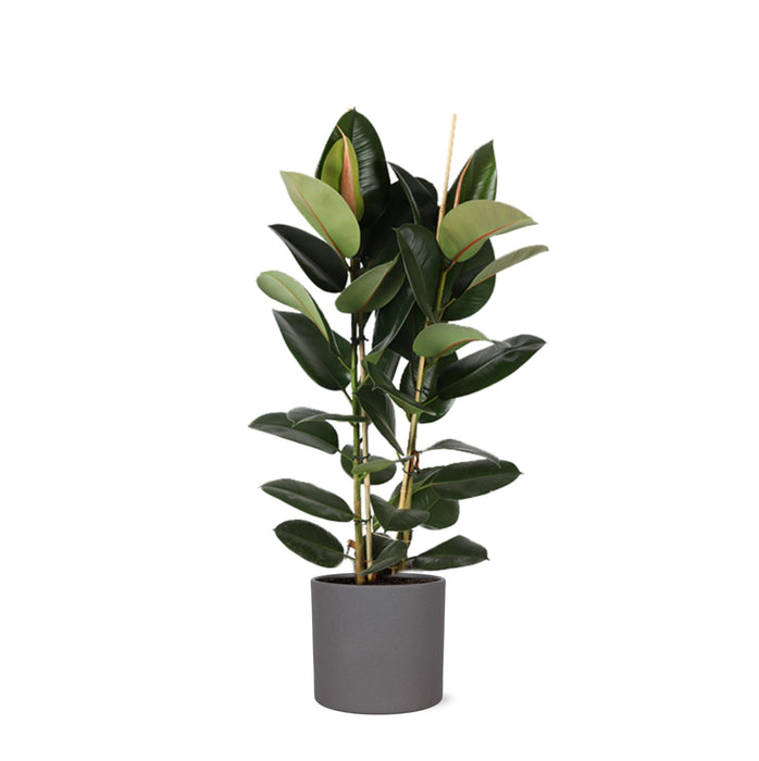 Ficus Elastica Robusta Og Dens Gryde