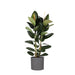 Ficus Elastica Robusta Og Dens Gryde