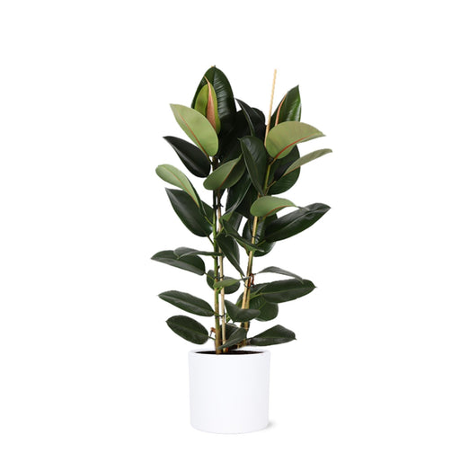 Ficus Elastica Robusta Og Dens Gryde