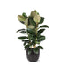 Ficus Elastica Robusta Og Dens Gryde