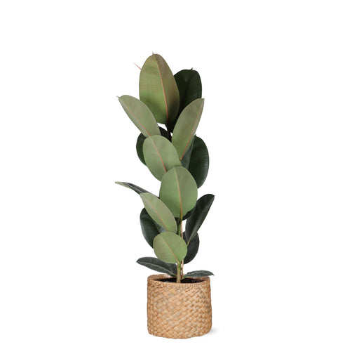 Ficus Elastica Robusta Og Dens Gryde