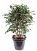 Kunstig Ficus Exotica 110 Cm Indendørs Plante