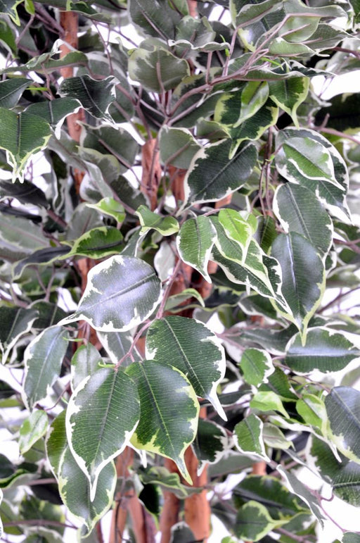 Kunstig Ficus Exotica 180 Cm Indendørs Plante