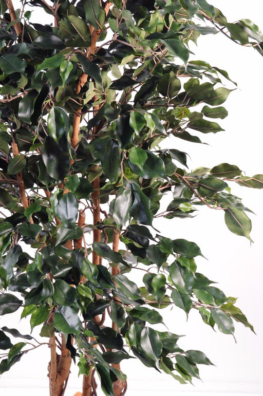 Kunstig Ficus Exotica H.210Cm Indendørs Plante