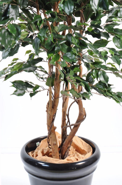 Kunstig Ficus Exotica H.210Cm Indendørs Plante