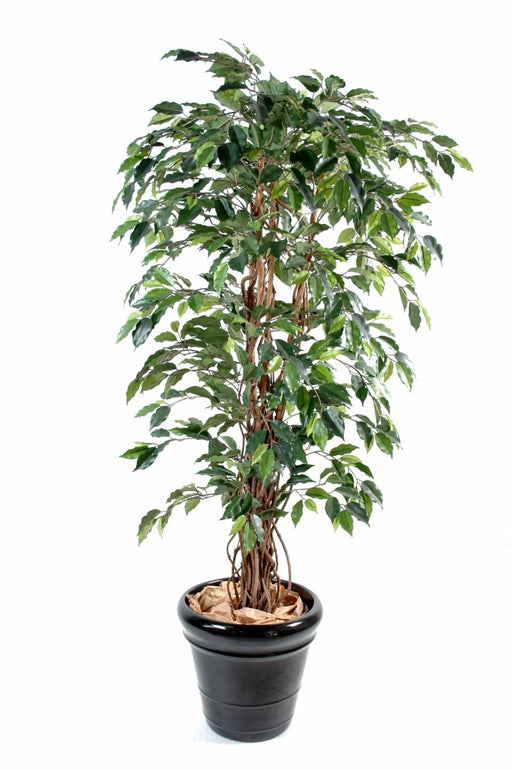 Kunstig Ficus Lianas 150 Cm Grøn Indendørs Plante