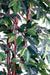 Kunstig Ficus Lianas 150 Cm Grøn Indendørs Plante