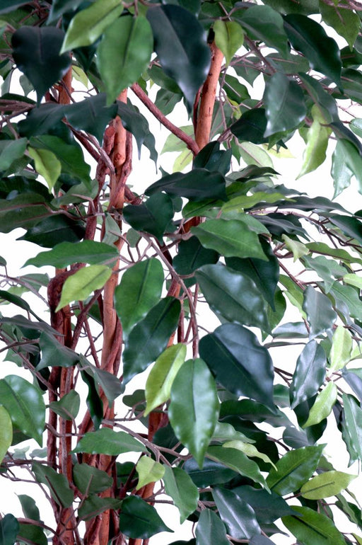 Kunstig Ficus Lianas 150 Cm Grøn Indendørs Plante