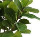 Ficus Lyrata - Kunstigt Træ