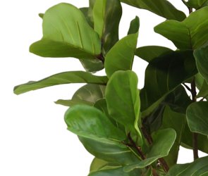 Ficus Lyrata - Kunstigt Træ