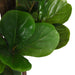 Kunstig Ficus Lyrata 232 Blade 180 Cm Grøn