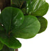 Kunstig Ficus Lyrata 96 Blade 80 Cm Grøn