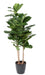 Ficus Lyrata Kunstig Grøn Plante Indendørs 210Cm