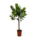 Ficus Lyrata Bom - 160 Cm - Ø30