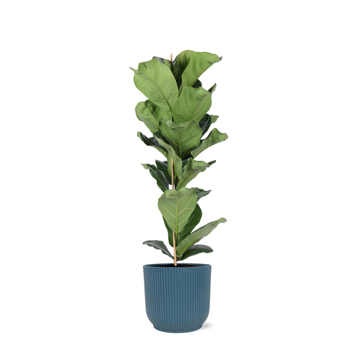 Ficus Lyrata Og Dens Gryde