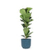 Ficus Lyrata Og Dens Gryde