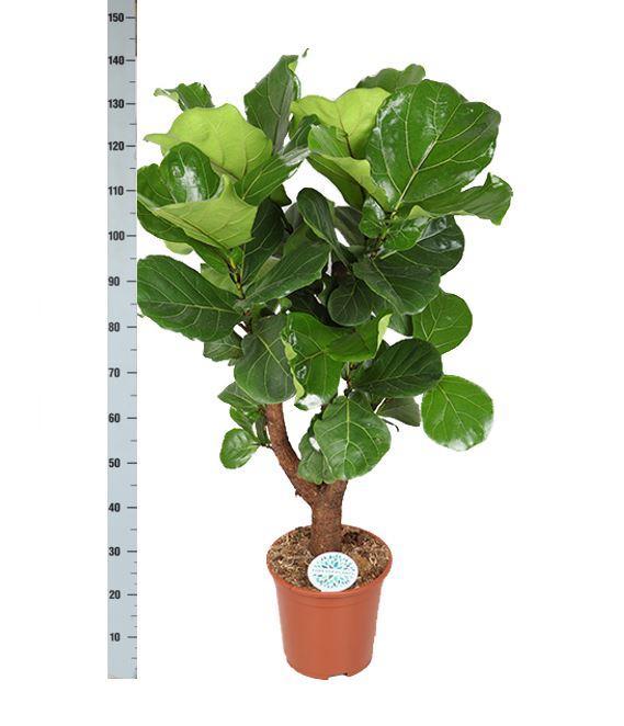 Ficus Lyrata Og Dens Gryde