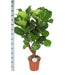 Ficus Lyrata Og Dens Gryde