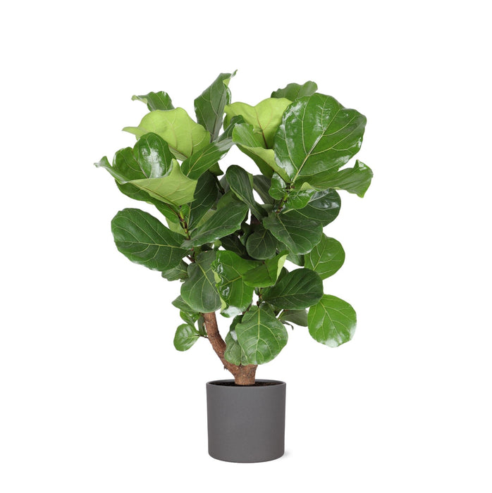 Ficus Lyrata Og Dens Gryde