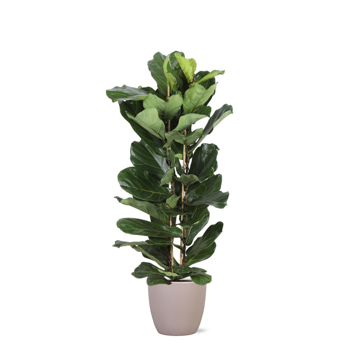Ficus Lyrata Og Dens Gryde