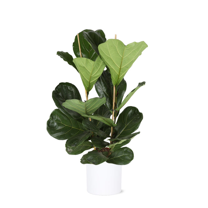 Ficus Lyrata Og Dens Gryde