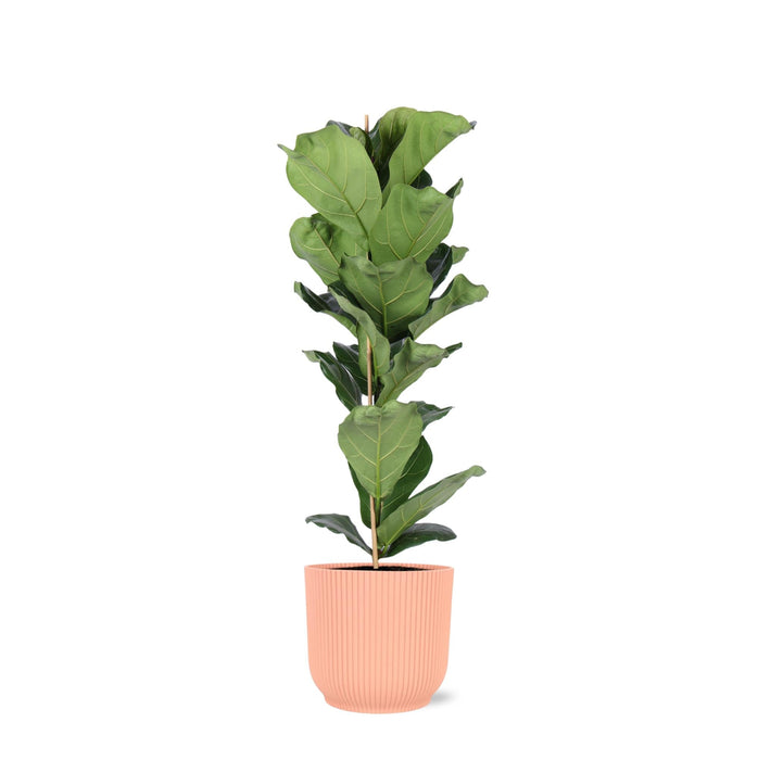 Ficus Lyrata Og Dens Gryde