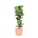 Ficus Lyrata Og Dens Gryde