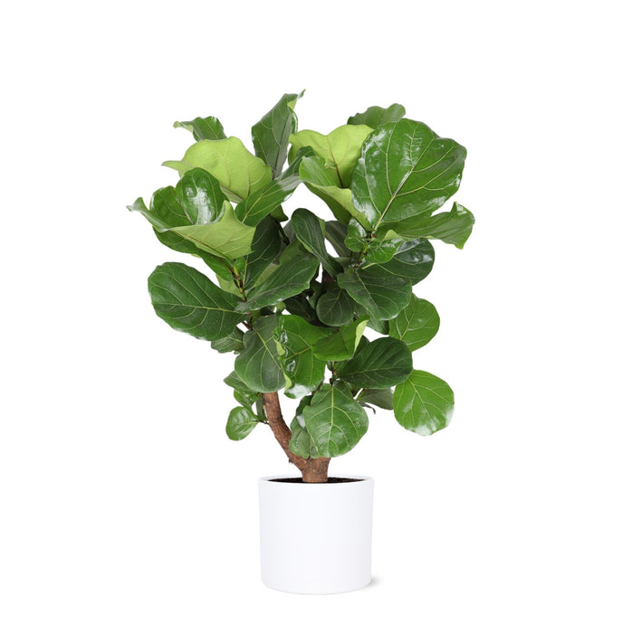 Ficus Lyrata Og Dens Gryde