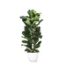 Ficus Lyrata Og Dens Gryde