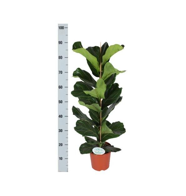 Ficus Lyrata Og Dens Gryde