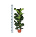 Ficus Lyrata Og Dens Gryde