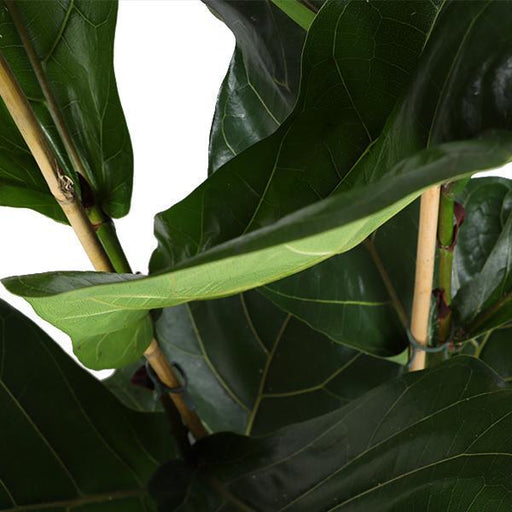 Ficus Lyrata Og Dens Gryde