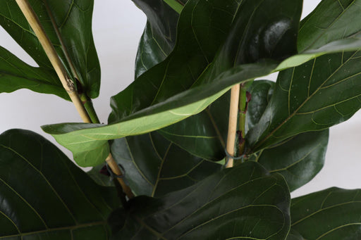 Ficus Lyrata Og Dens Gryde