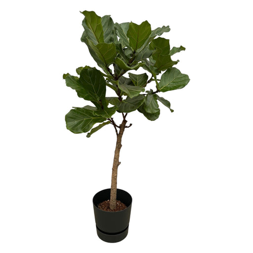 Ficus Lyrata Og Dens Gryde