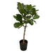 Ficus Lyrata Og Dens Gryde