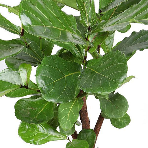 Ficus Lyrata Og Dens Gryde