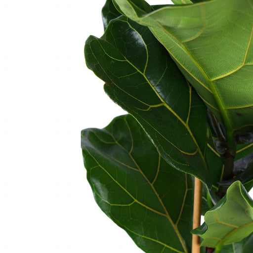Ficus Lyrata Og Dens Gryde
